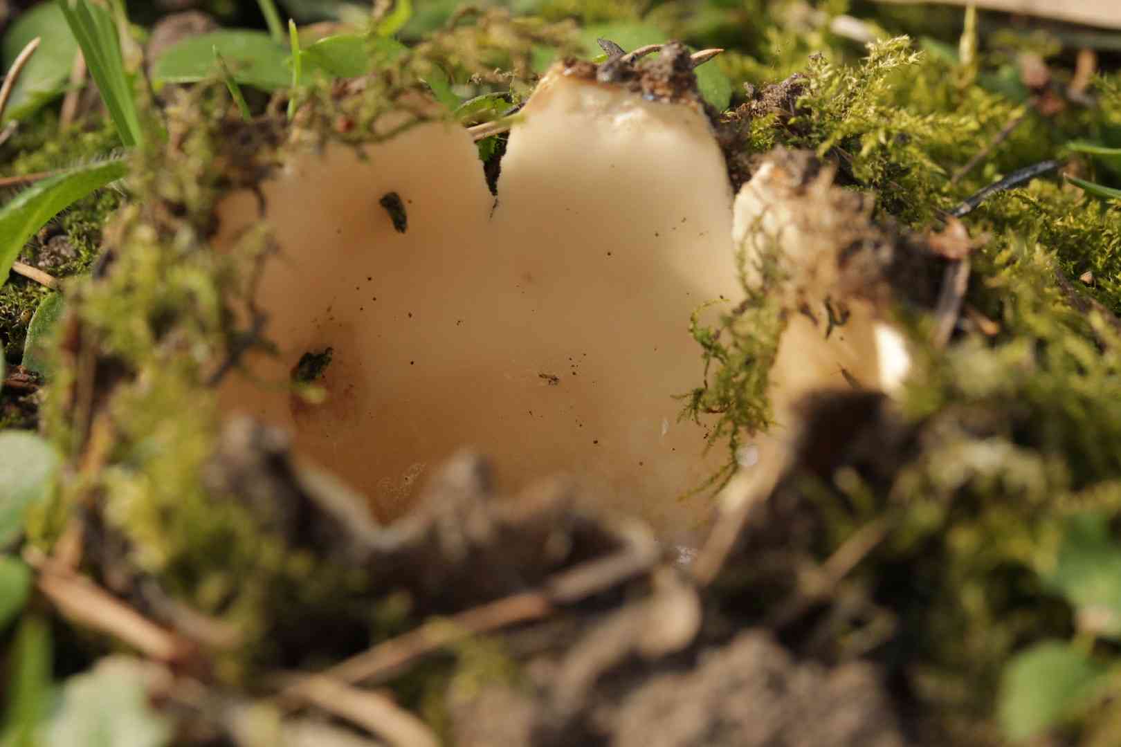 Cedar cup (Geopora sumneriana) thumbnail 3