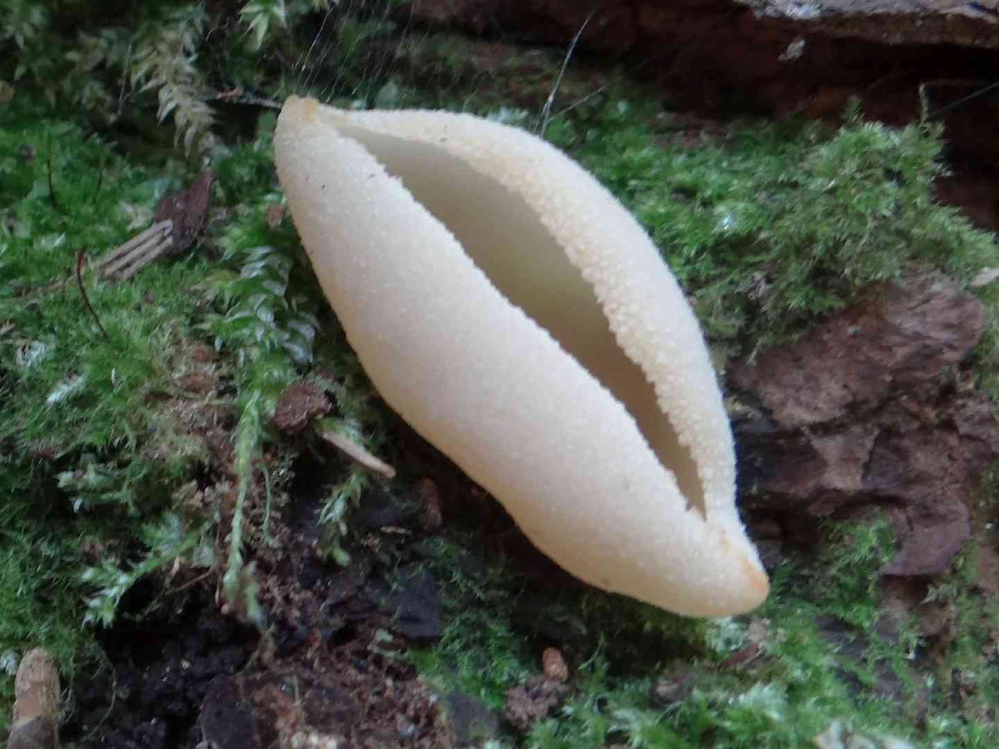 Greater toothed cup (Tarzetta catinus) thumbnail 1