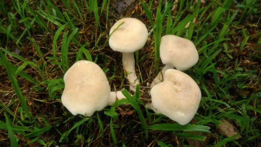 Macrocybe gigantea (Macrocybe gigantea) thumbnail 1