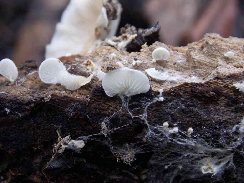 Pale oysterling (Crepidotus caspari) thumbnail 1