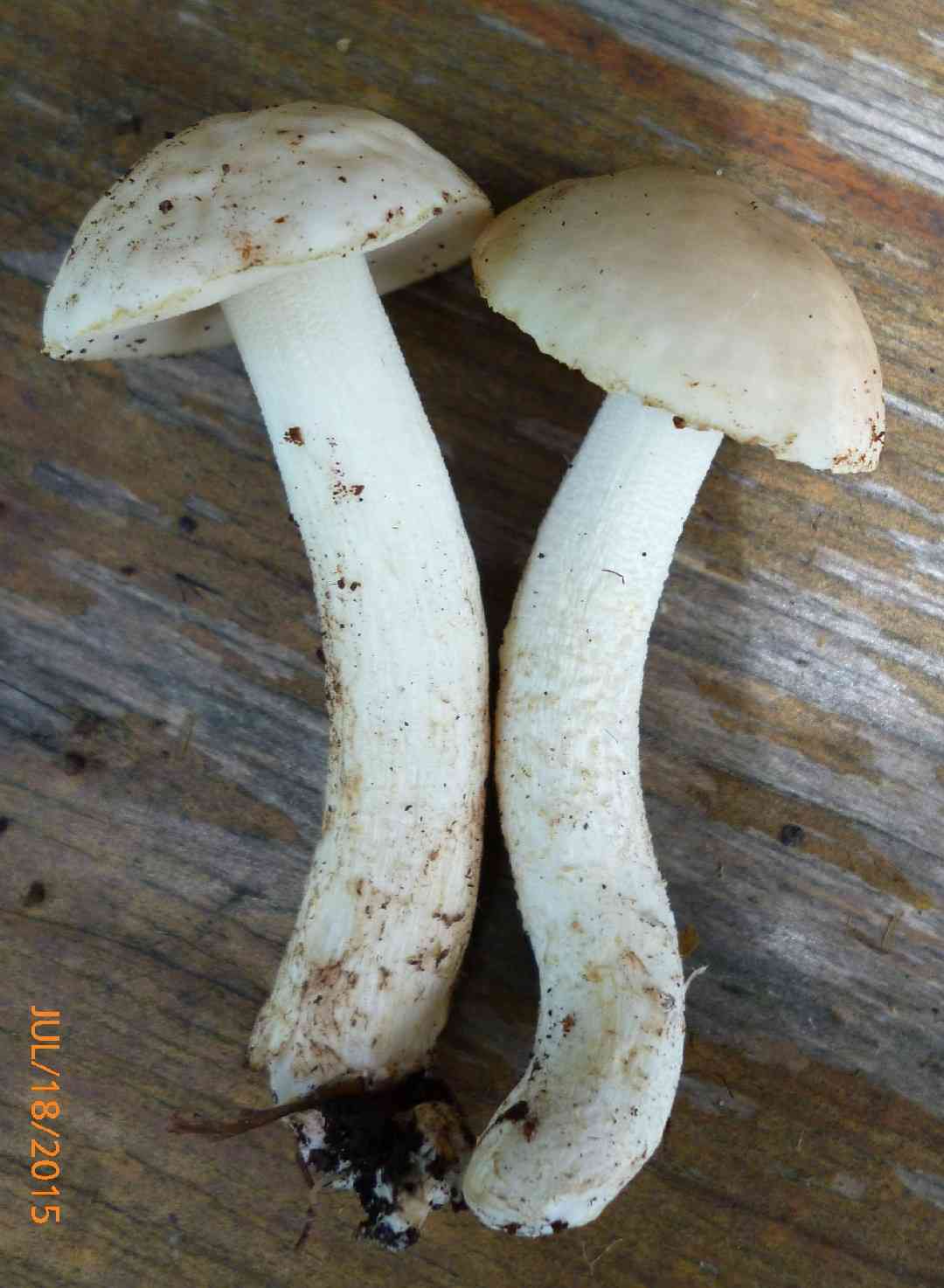 Leccinellum albellum (Leccinellum albellum) thumbnail 2