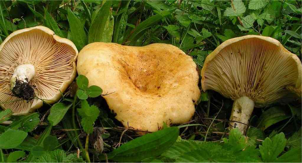 Two spored milkcap (Lactarius acerrimus) thumbnail 3