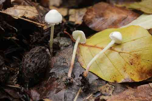 Bearded dapperling (Cystolepiota seminuda) thumbnail 2