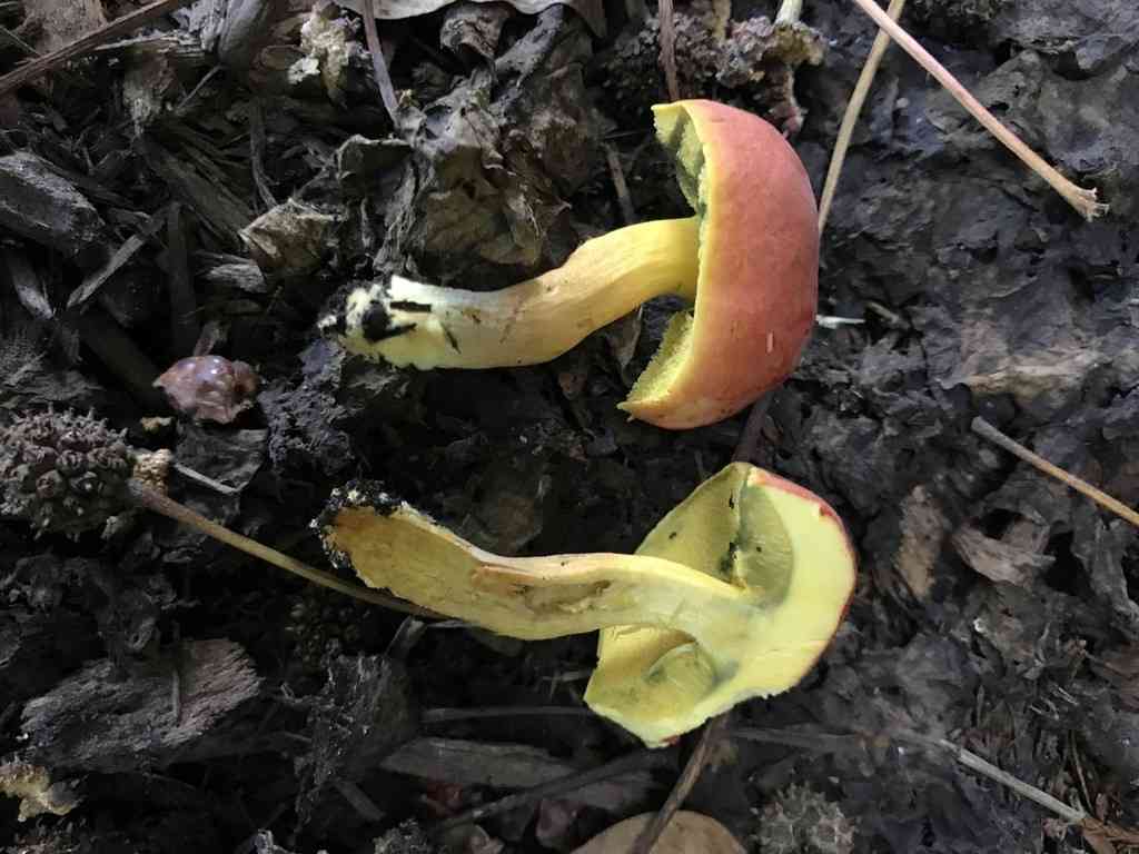 Field bolete (Hortiboletus campestris) thumbnail 2
