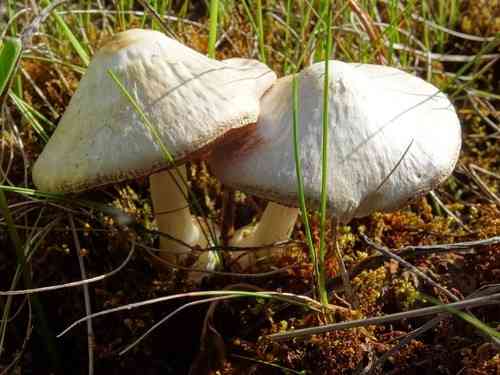 Volvariella pusilla (Volvariella pusilla) thumbnail 2