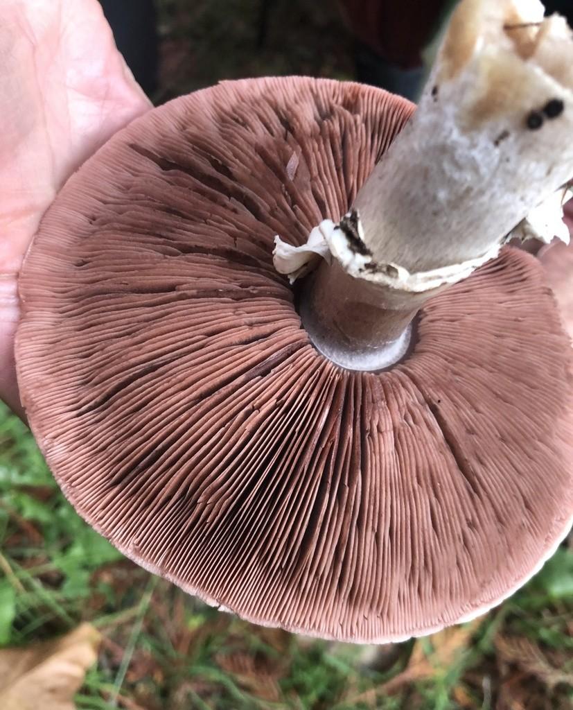 California flat-top agaricus thumbnail 3