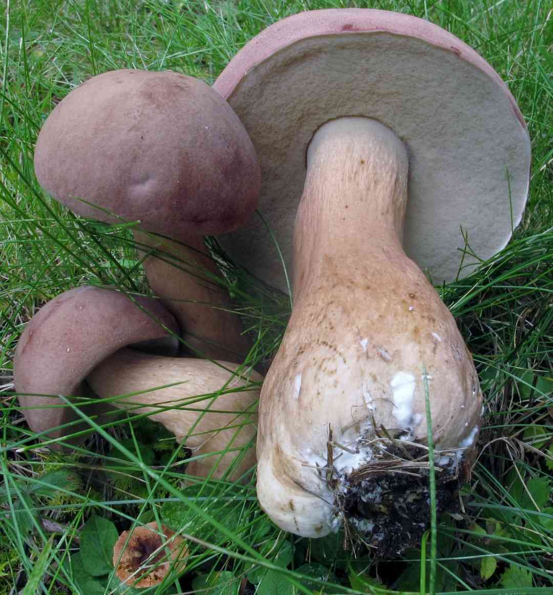 Reddish brown bitter bolete
