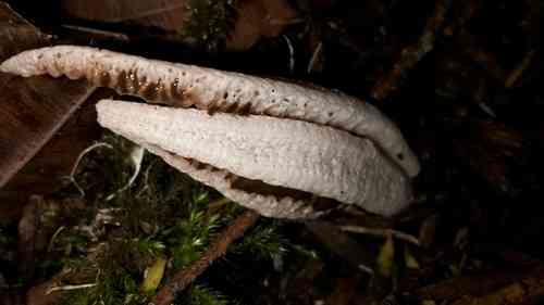 Stinky squid (Pseudocolus fusiformis) thumbnail 2