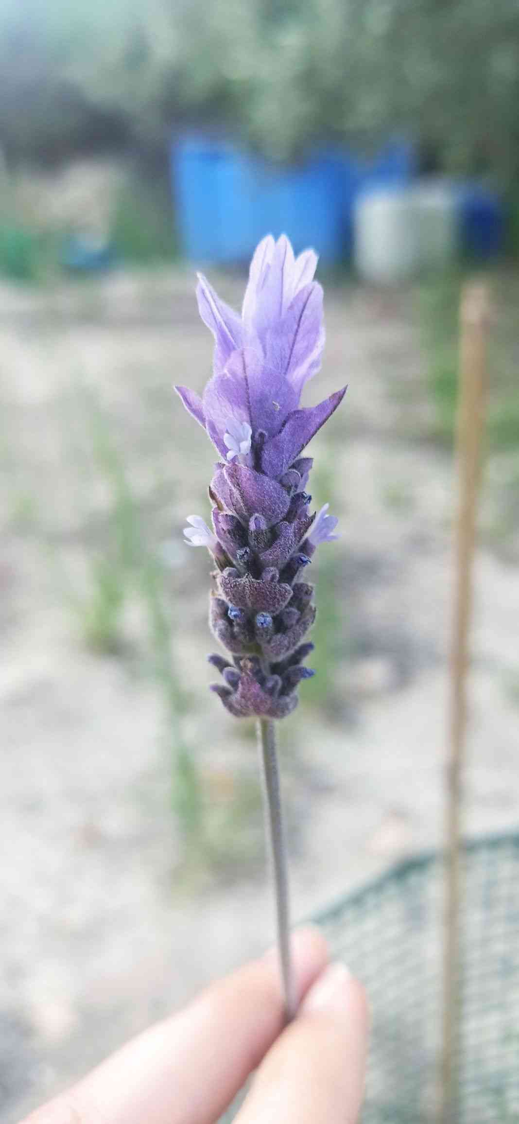 French lavender