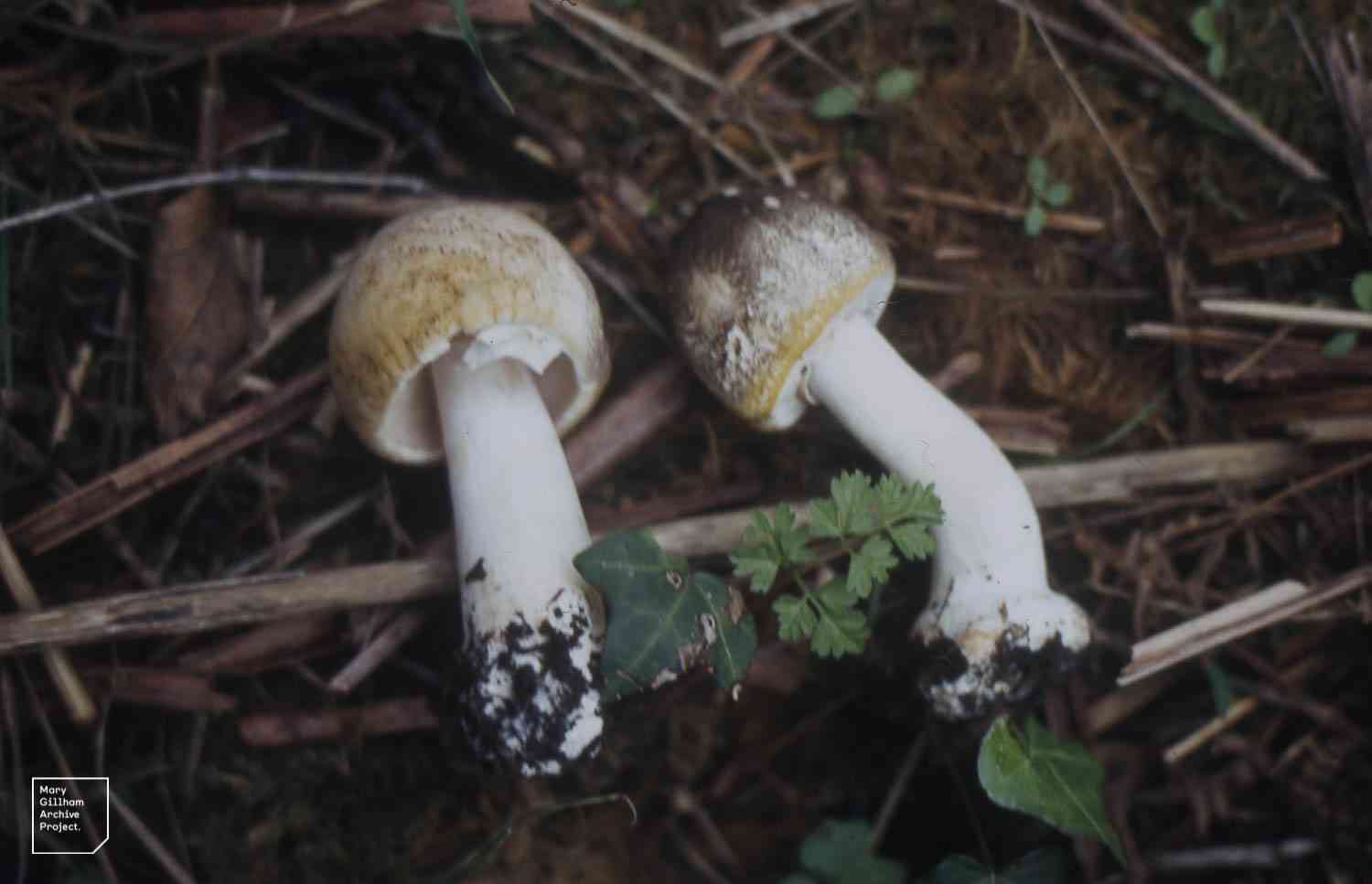 Weeping slimecap