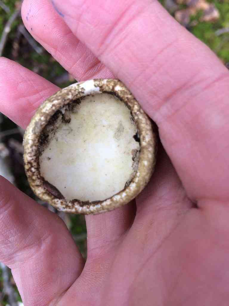 Birch polypore (Fomitopsis betulina) thumbnail 3