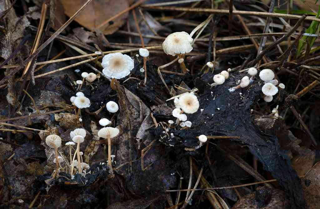 Piggyback shanklet (Collybia cirrhata) thumbnail 1