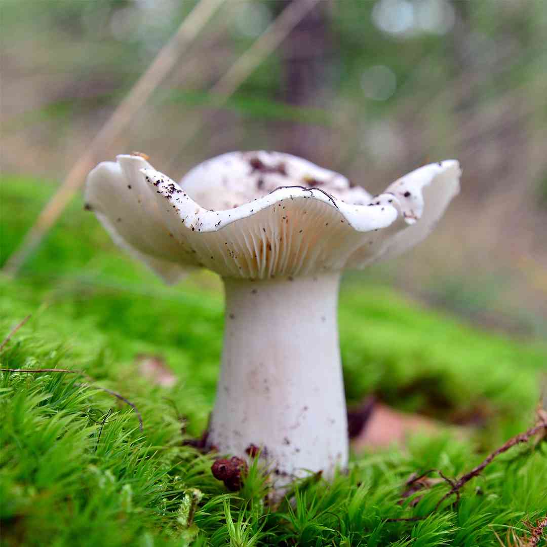 White knight (Tricholoma album) thumbnail 1