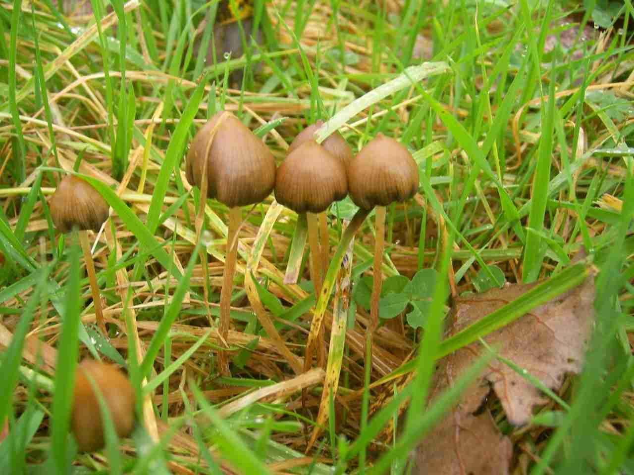 Liberty cap
