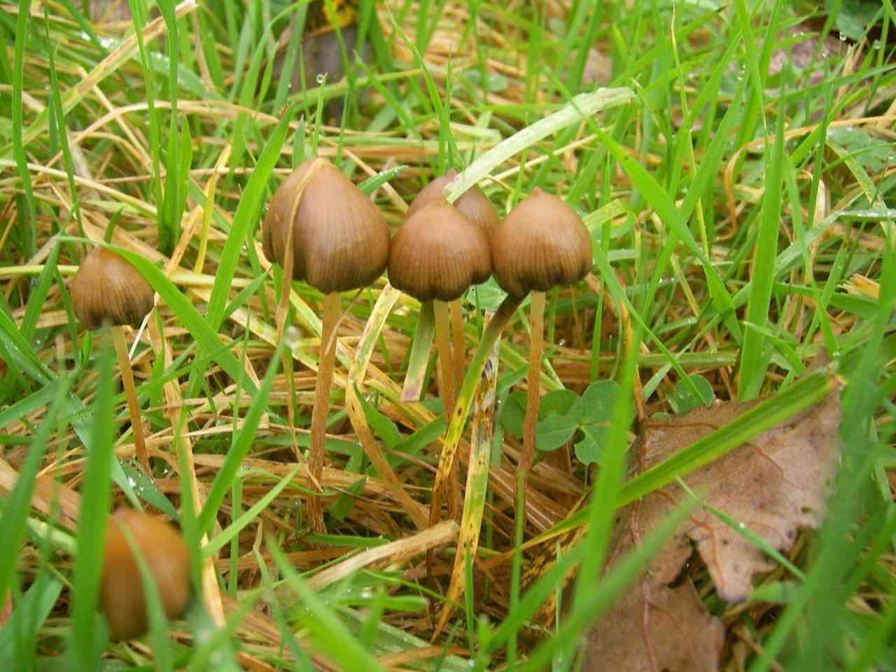 Liberty cap