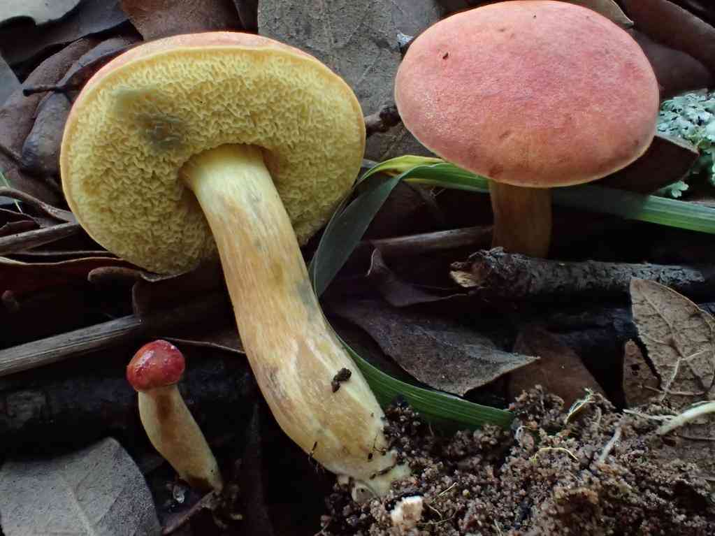Field bolete