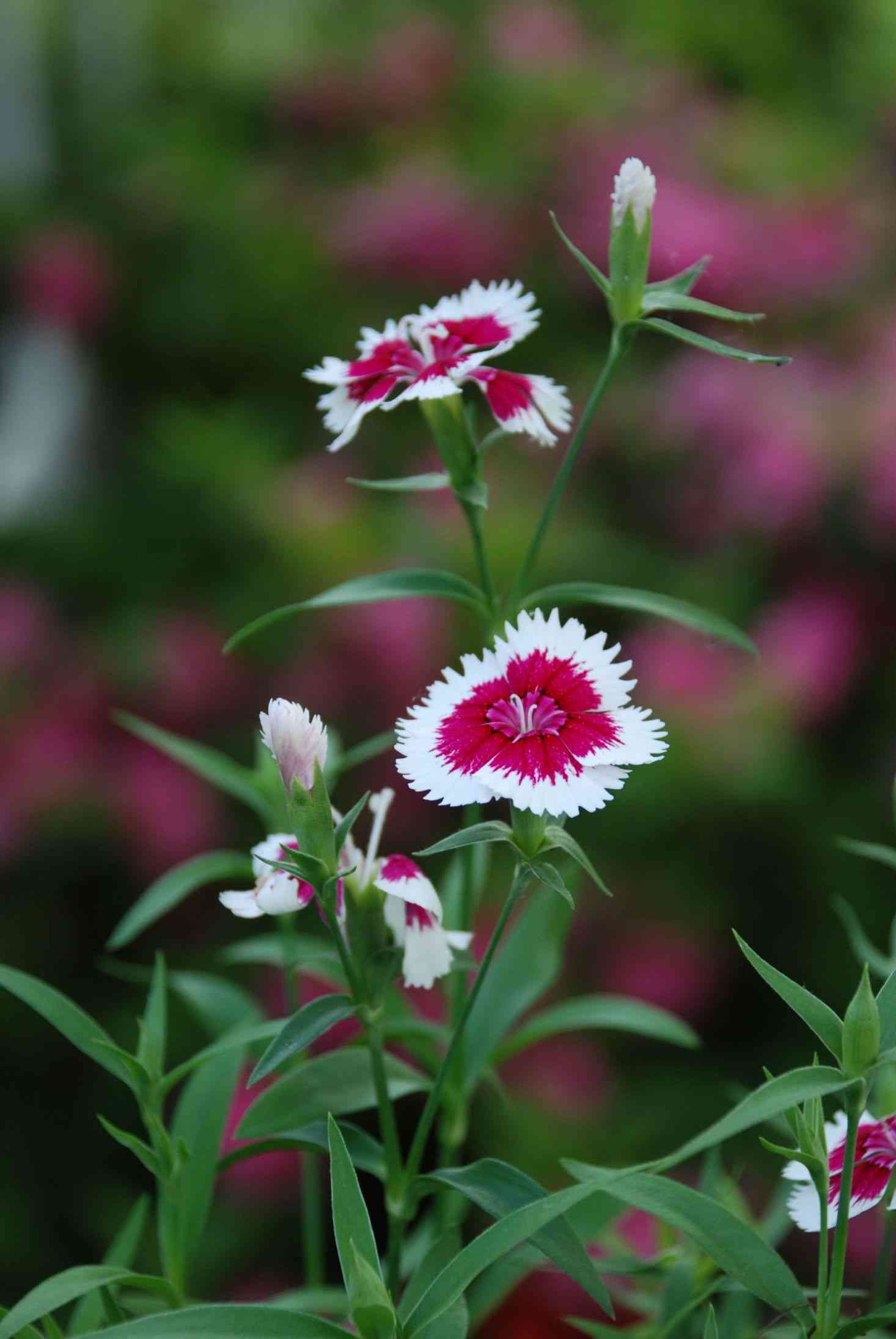 Chinese pink