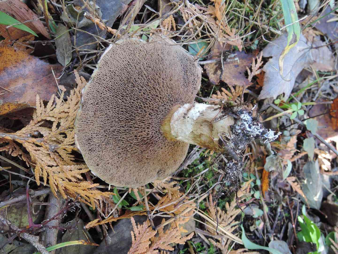 Suillus serotinus (Suillus serotinus) thumbnail 2