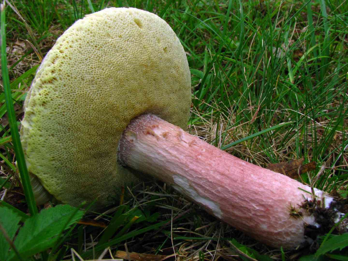 Lilac bolete (Xanthoconium separans) thumbnail 3