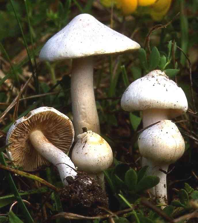 White fibercap (Inocybe geophylla) thumbnail 2