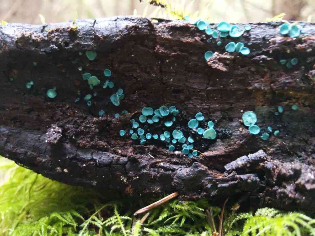 Turquoise elfcup