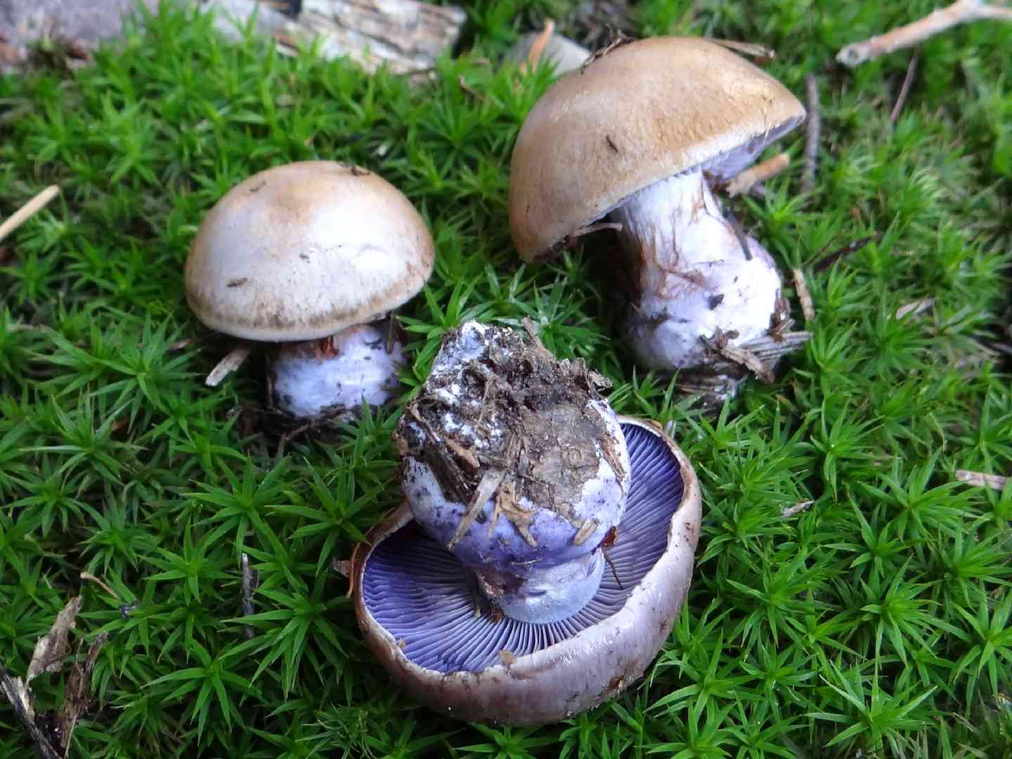 Blushing webcap (Cortinarius cyanites) thumbnail 1