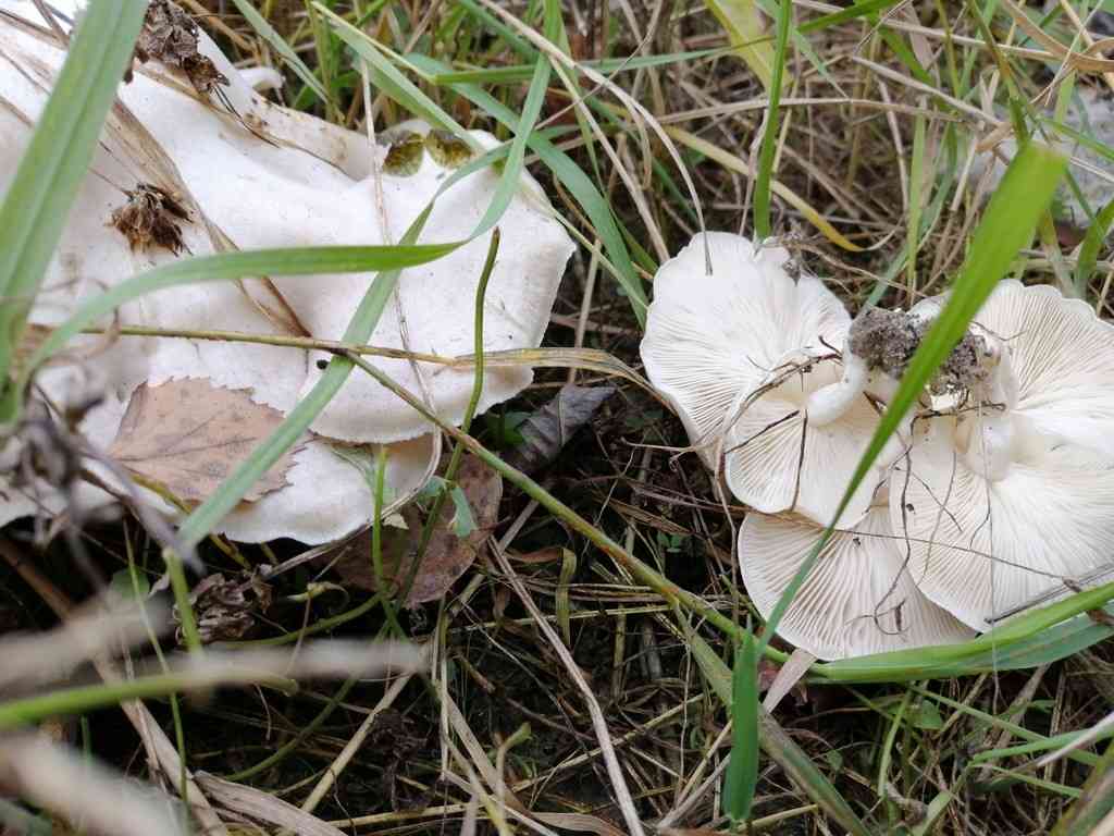 White domecap (Leucocybe connata) thumbnail 2