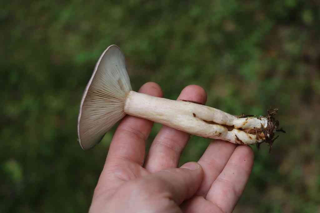 Tacked milkcap (Lactarius trivialis) thumbnail 3