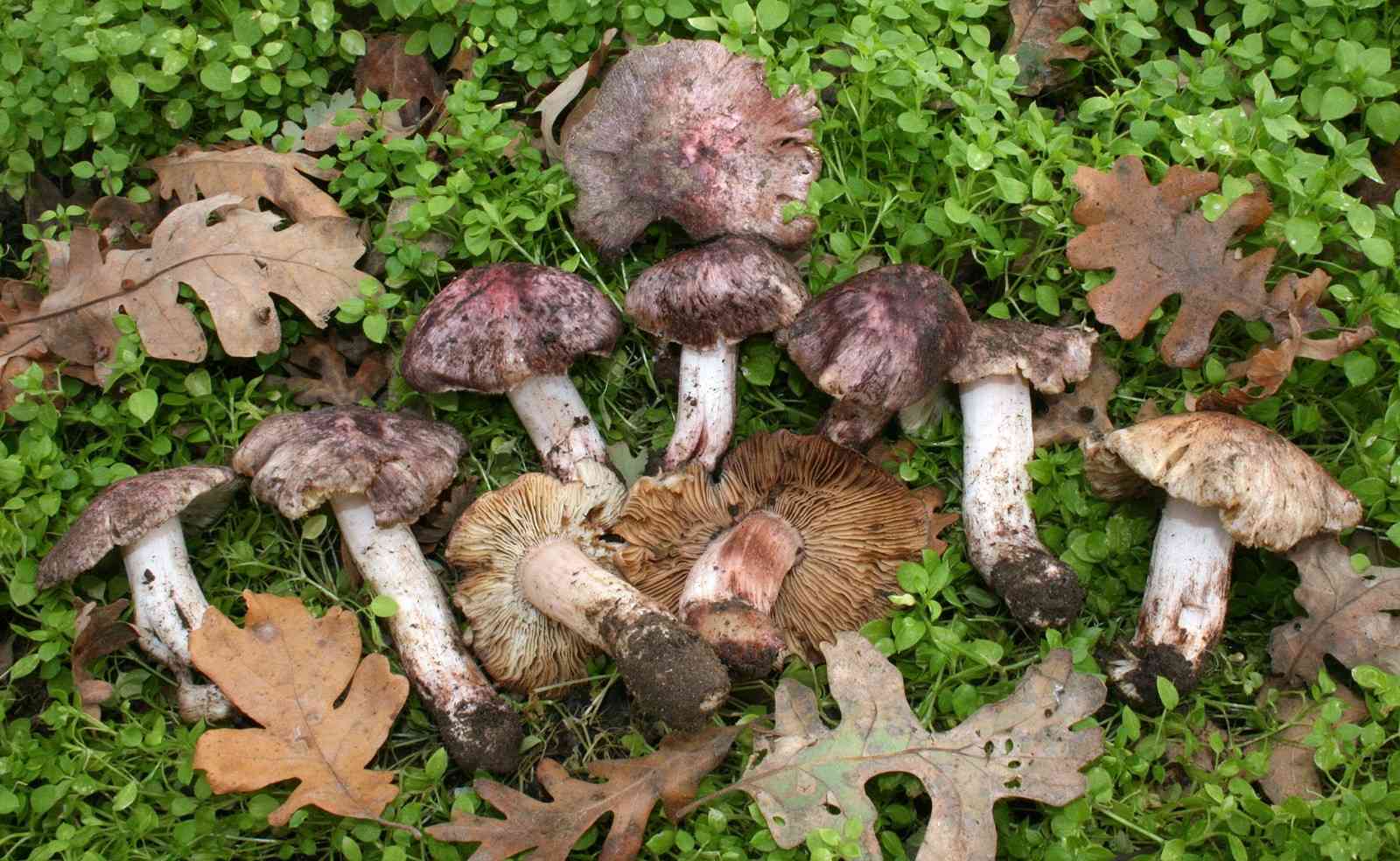 Inocybe adaequata (Inocybe adaequata) thumbnail 2