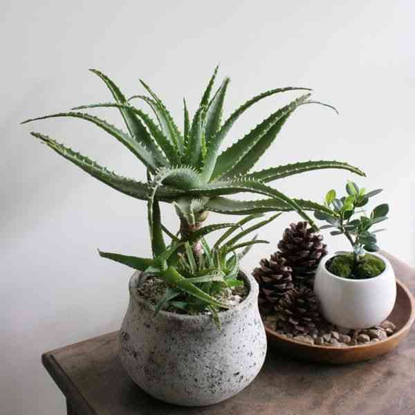 Candelabra aloe