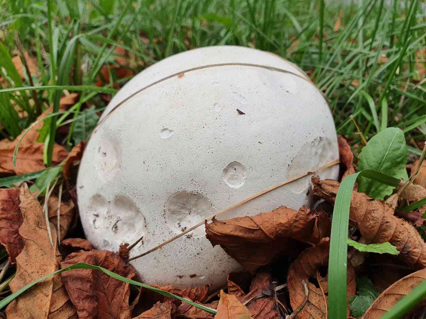 Giant puffball (Calvatia gigantea) thumbnail 1