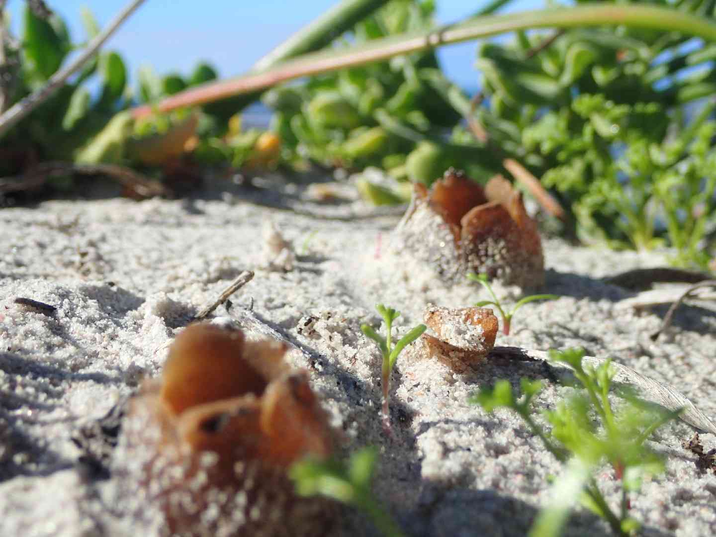 Dune cup (Peziza ammophila) thumbnail 2