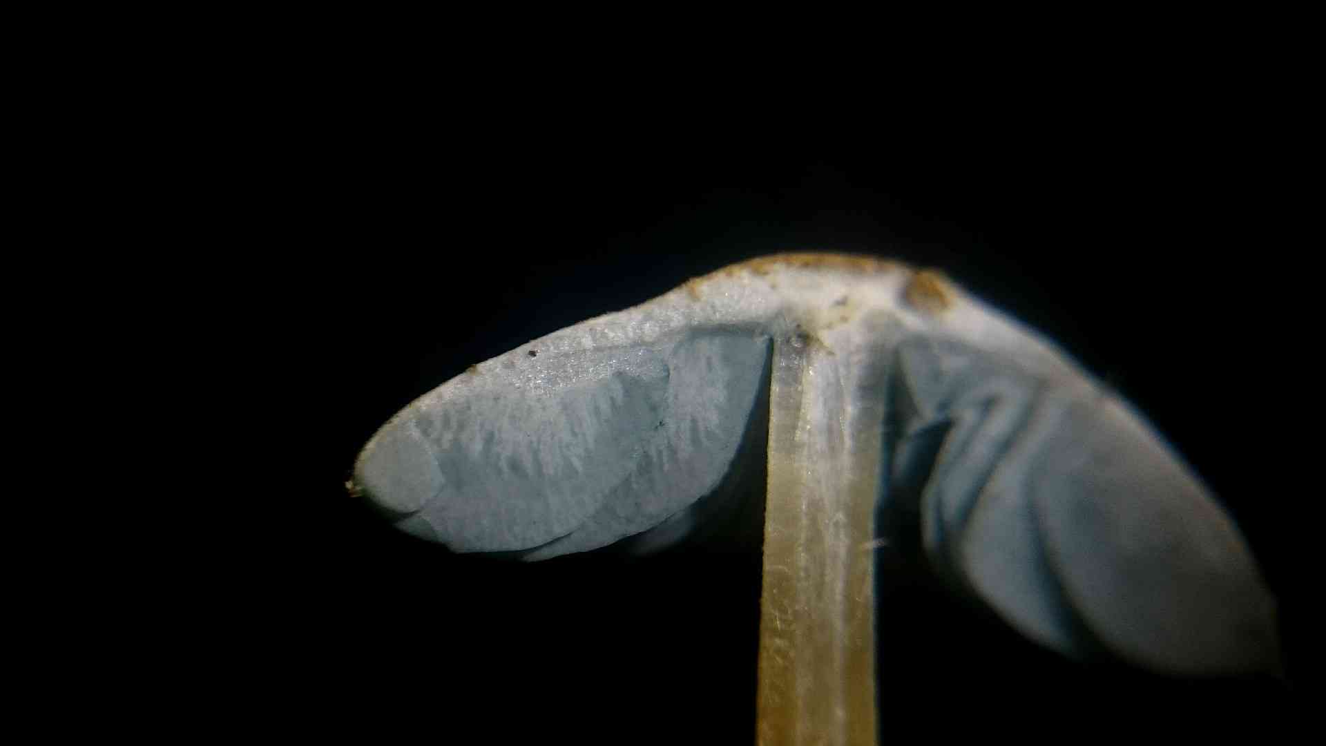 Greenspored dapperling (Melanophyllum eyrei) thumbnail 2