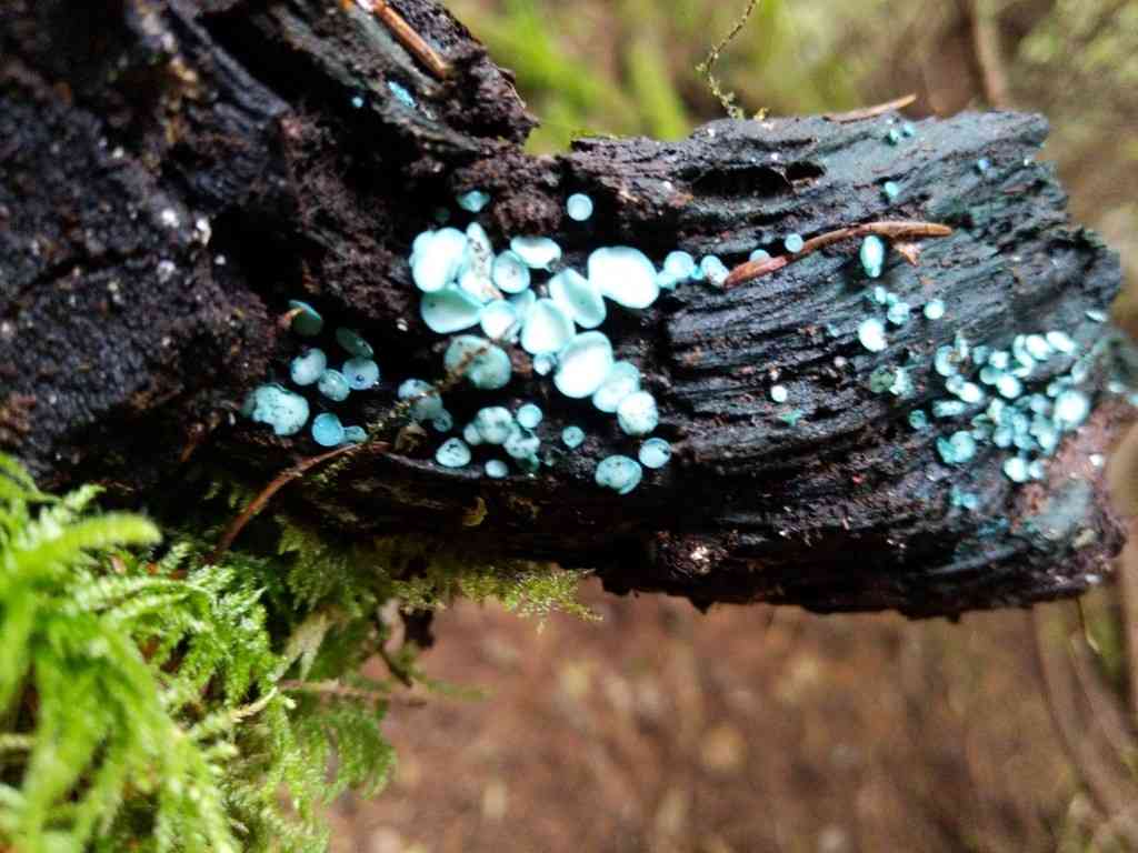 Turquoise elfcup (Chlorociboria aeruginosa) thumbnail 3