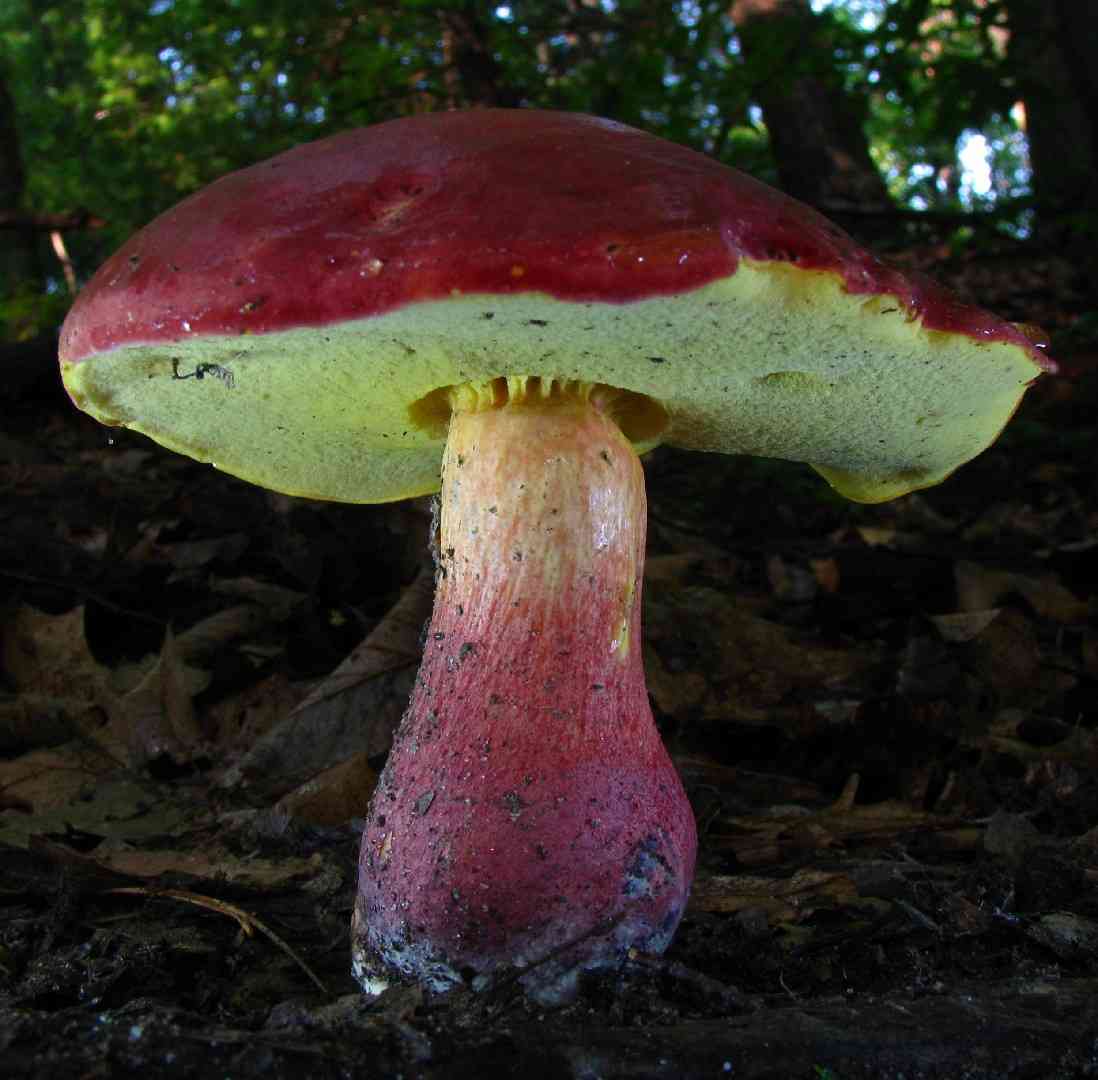 Two-colored bolete (Baorangia bicolor) thumbnail 1