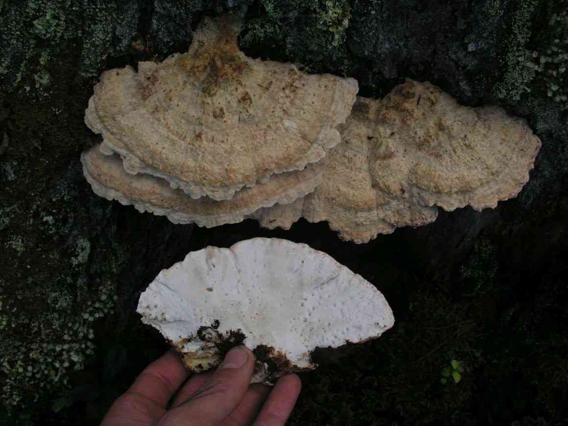 Postia guttulata (Postia guttulata) thumbnail 2