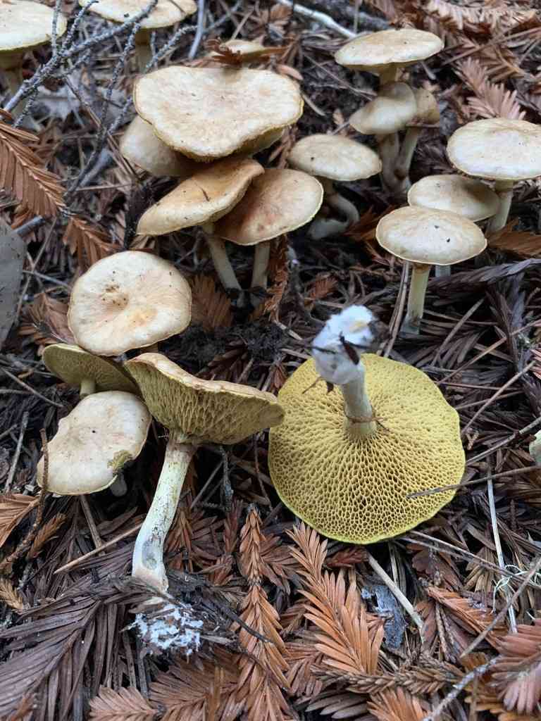 Jellied bolete (Suillus umbonatus) thumbnail 2