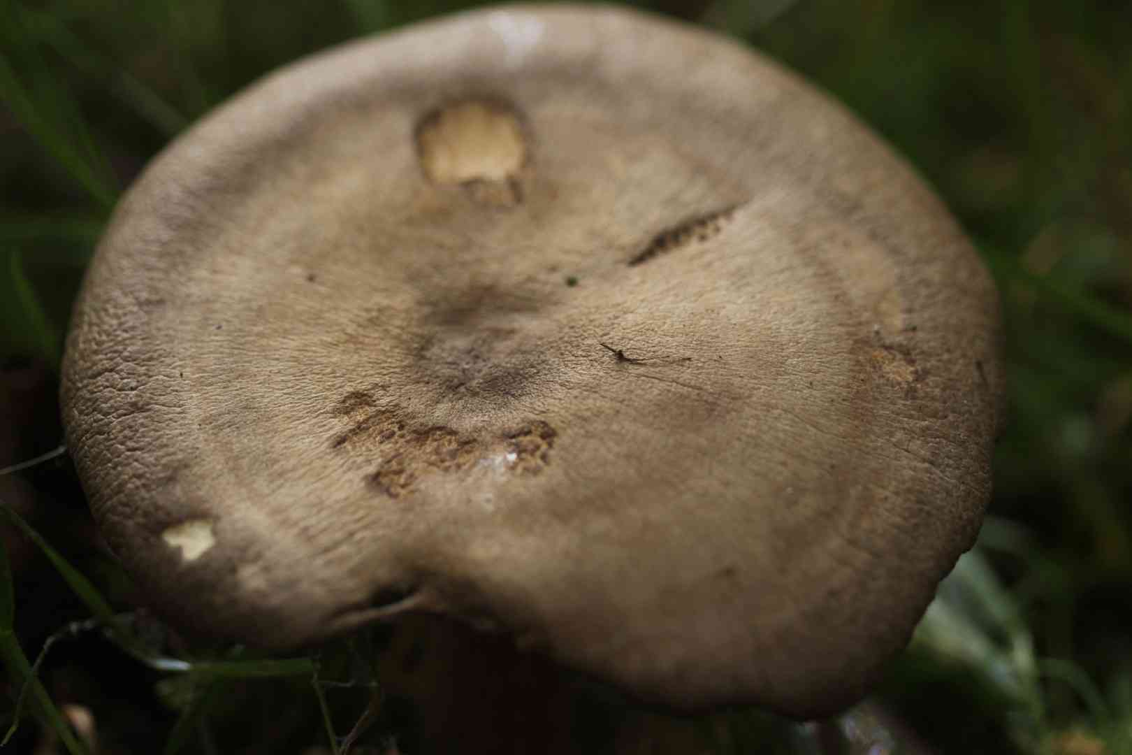 Lactarius circellatus (Lactarius circellatus) thumbnail 2