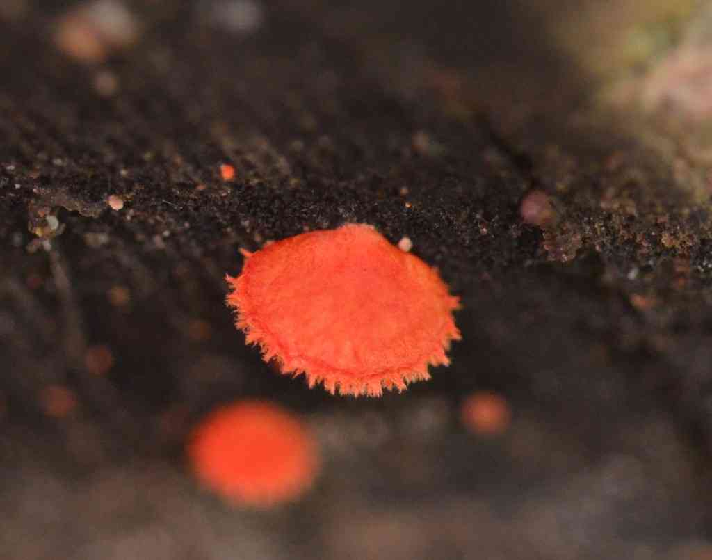 Cinnabar oysterling (Crepidotus cinnabarinus) thumbnail 1