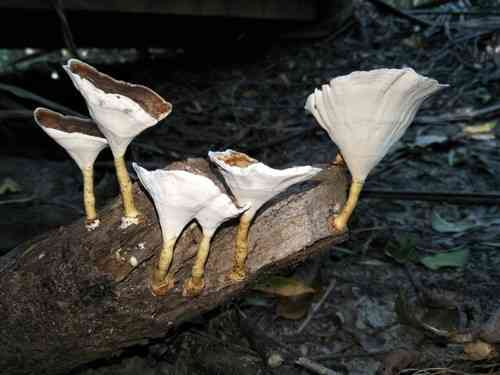 Yellow-footed micropore (Microporus xanthopus) thumbnail 2