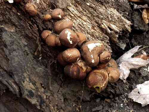 Pear-shaped puffball (Lycoperdon pyriforme) thumbnail 2