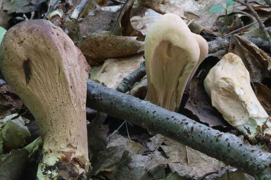 Clavariadelphus americanus
