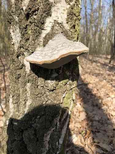 Tinder fungus (Fomes fomentarius) thumbnail 2