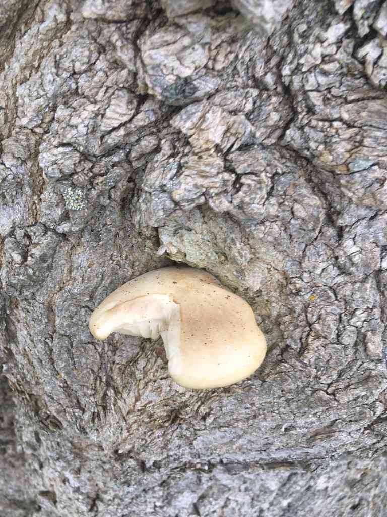 Elm oyster (Hypsizygus ulmarius) thumbnail 2
