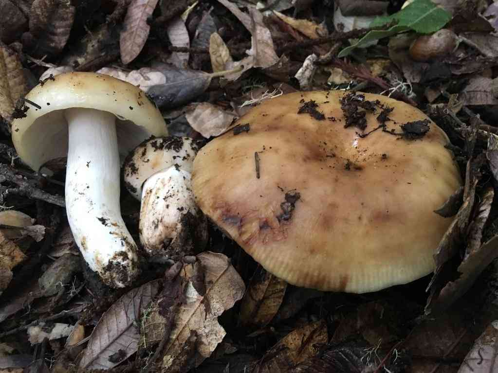 Russula fragrantissima (Russula fragrantissima) thumbnail 1