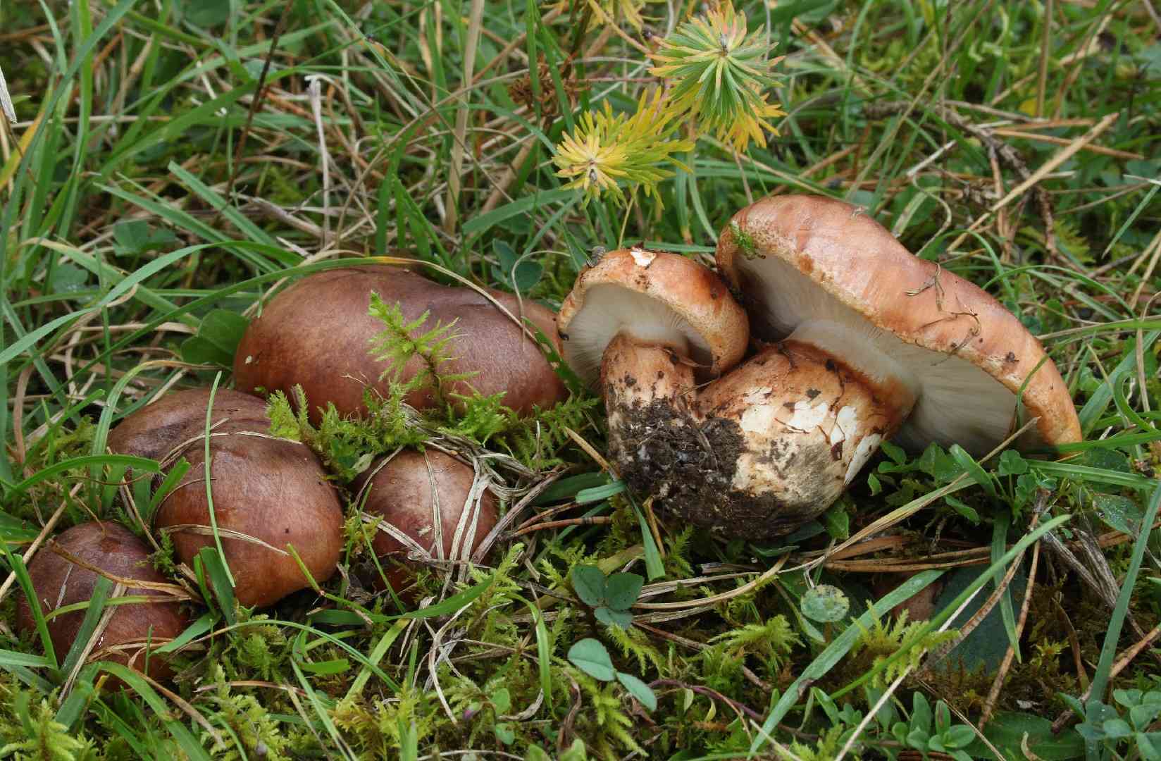 Tricholoma fracticum (Tricholoma fracticum) thumbnail 1