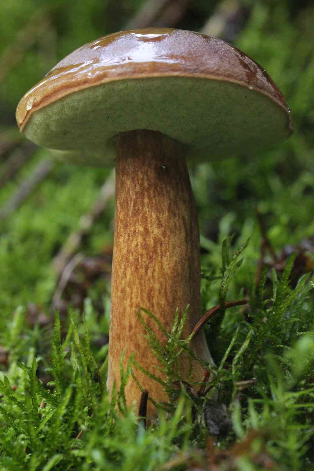 Bay bolete (Imleria badia) thumbnail 1