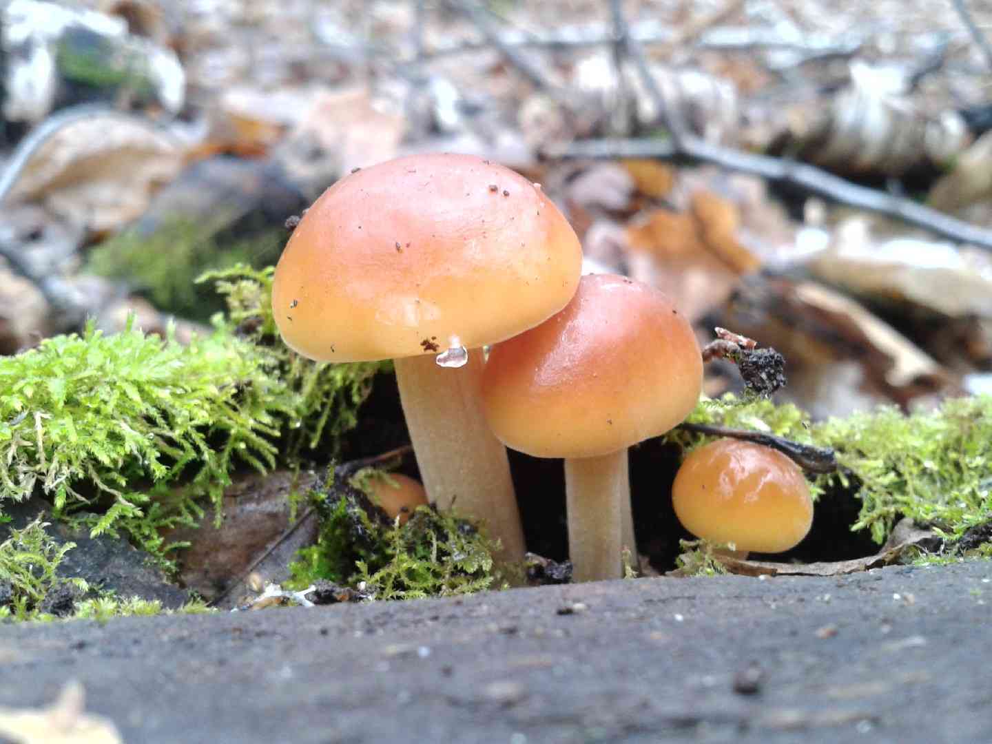 Enoki (Flammulina velutipes) thumbnail 3