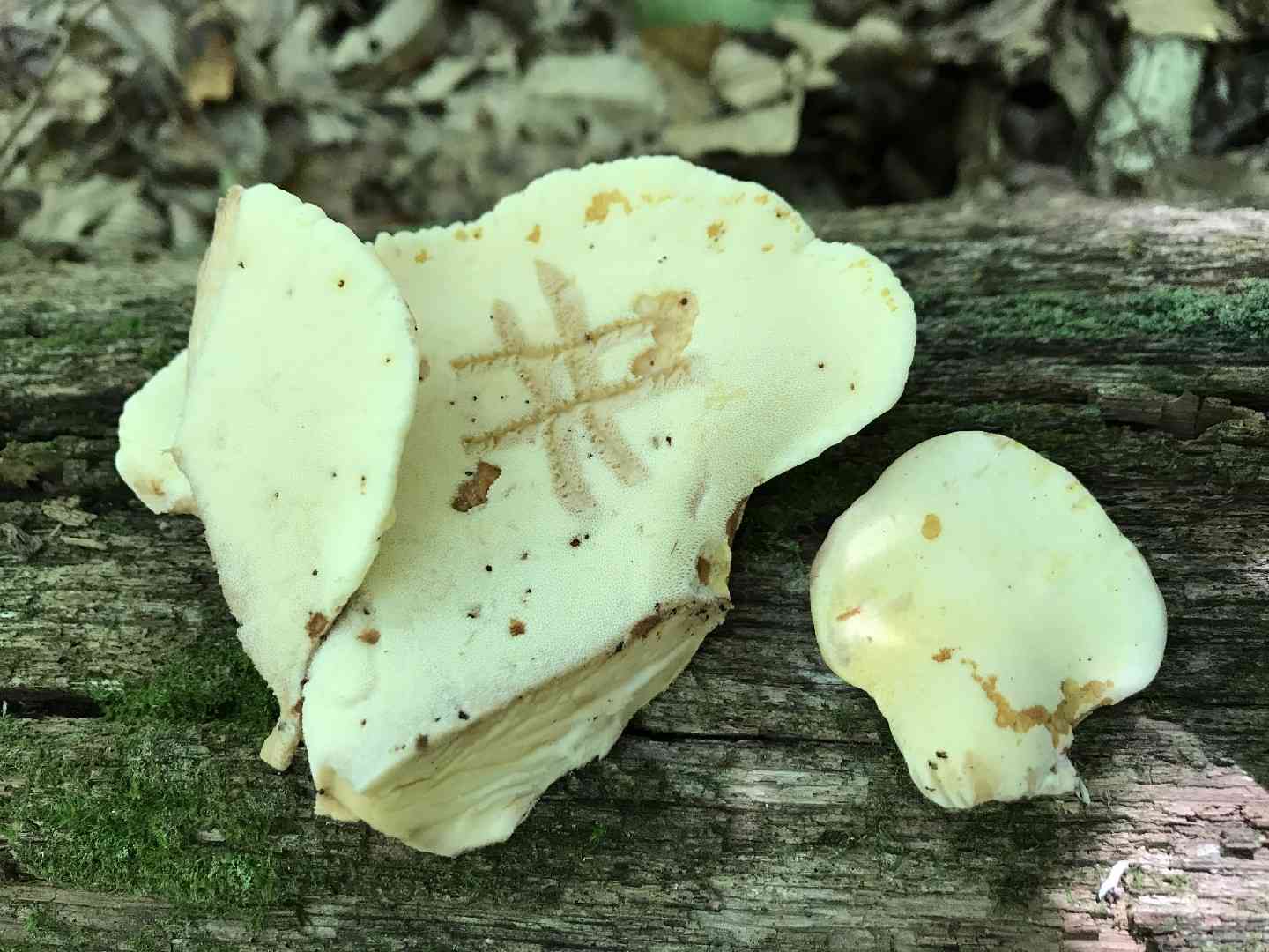 Oak polypore (Buglossoporus quercinus) thumbnail 2