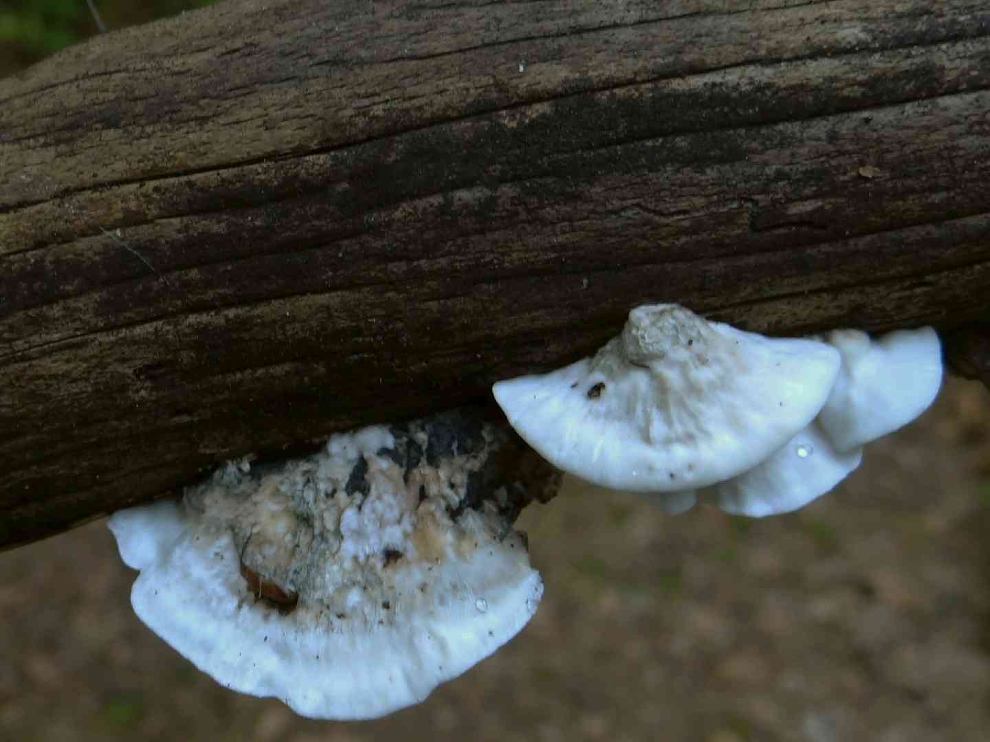 Postia guttulata (Postia guttulata) thumbnail 1